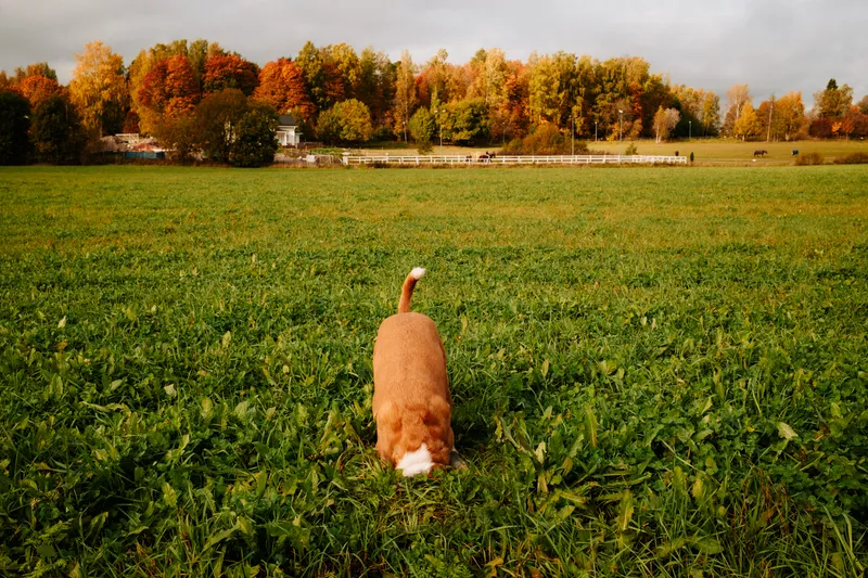 Seen from behind, a dog with its tail raised sniffs through a green field bordered by autumn-colored trees and grazing horses.