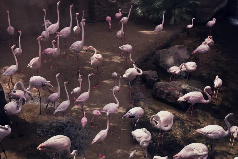 A flock of pink flamingos stands and preens across a shaded rocky pool beneath overhanging palm fronds.