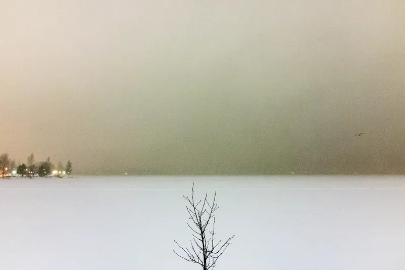 A bare sapling stands at the edge of a fog-covered frozen lake, a lone bird flying over distant lights on the far shore.