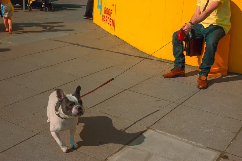 A French Bulldog on a leash walks toward the camera past a yellow "Roof Garden" sign, its owner seated behind holding the lead.