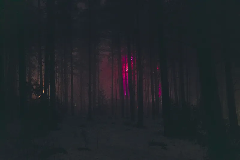 A vivid magenta light glows through dark pine trunks in a quiet nighttime forest.