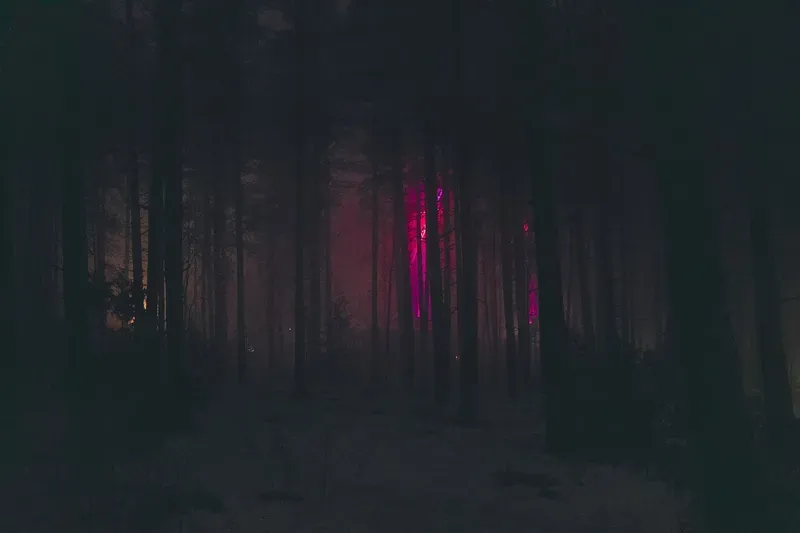 A vivid magenta light glows through dark pine trunks in a quiet nighttime forest.
