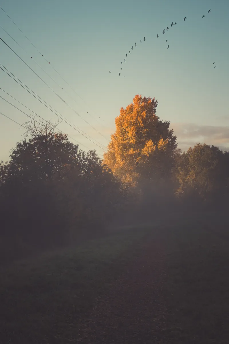 A flock of migrating birds crosses a pale sky above a golden-lit treetop and misty path lined with power lines.