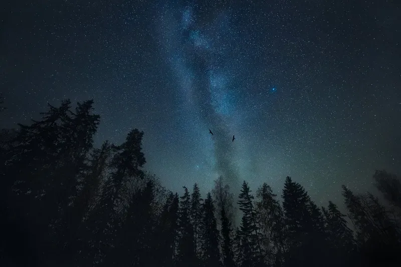 Two birds fly in silhouette across a star-dense night sky streaked by the Milky Way, above a dark forest treeline.