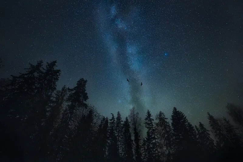 Two birds fly in silhouette across a star-dense night sky streaked by the Milky Way, above a dark forest treeline.