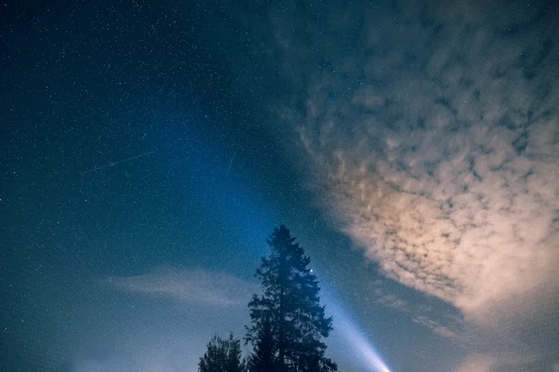 A dense field of stars and the Milky Way's faint band arc over a silhouetted pine tree.