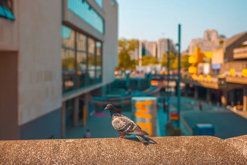 A pigeon perches on a stone ledge overlooking a brutalist concrete plaza and elevated walkways.