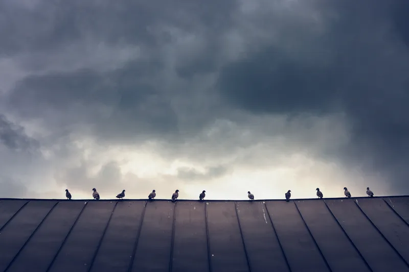 A row of pigeons perches along a metal roof ridge beneath a heavy, dramatic storm sky.