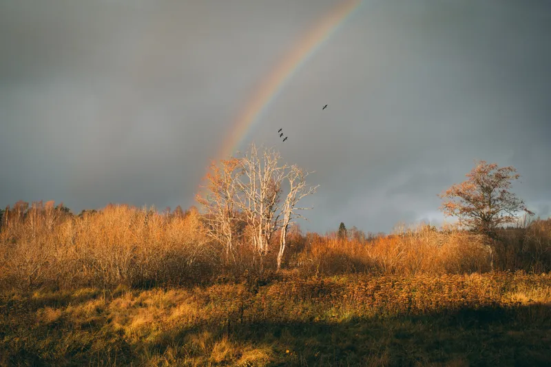 A rainbow arcs over a golden autumn field of bare trees and dried grasses, a small flock of birds crossing beneath it.