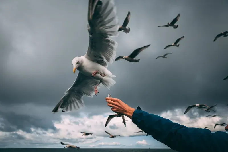 A seagull swoops down to snatch a fish from an outstretched hand, a flock circling overhead beneath a heavy stormy sky.