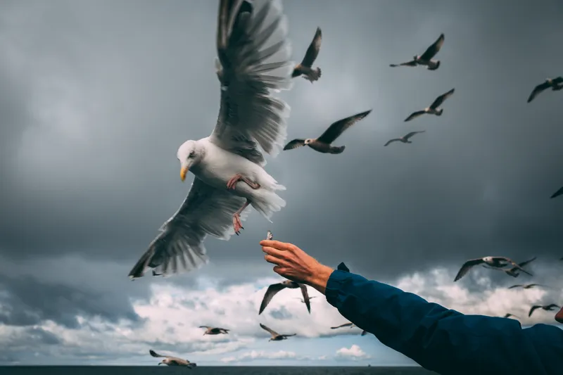 A seagull swoops down to snatch a fish from an outstretched hand, a flock circling overhead beneath a heavy stormy sky.
