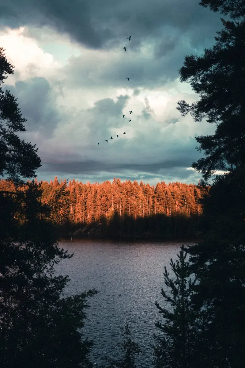 A flock of birds flies in loose formation over a lake ringed by golden-lit trees beneath a heavy, storm-clouded sky.