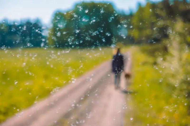 Seen through a dew-speckled window, a woman and her dog walk away down a dirt path through a sunlit summer field.