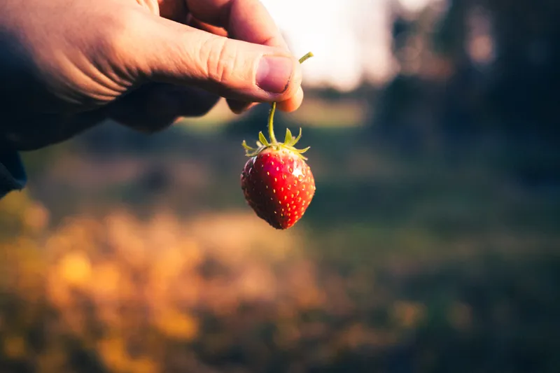 A hand holds up a freshly picked strawberry by its stem, backlit by warm sunlight over a blurred autumn field.