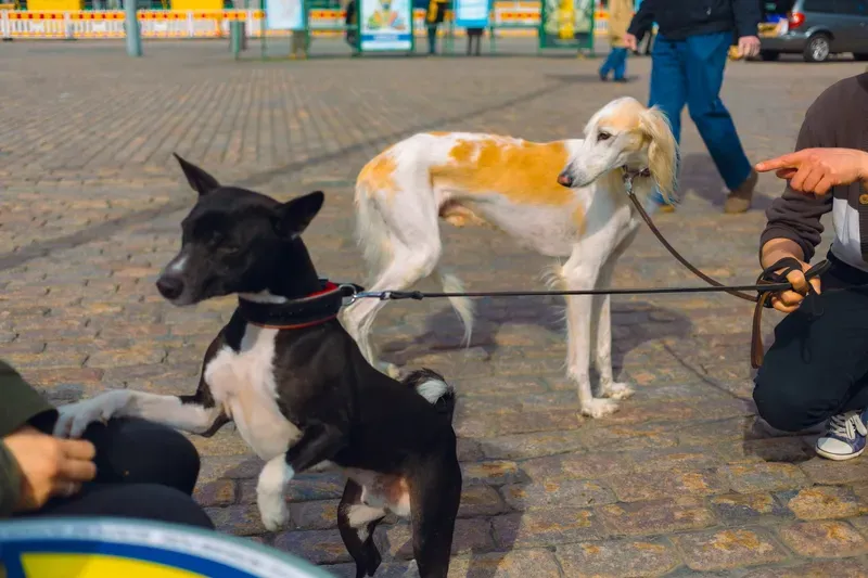 A black terrier and a tall saluki strain on their leashes toward each other on a sunlit cobblestone plaza.