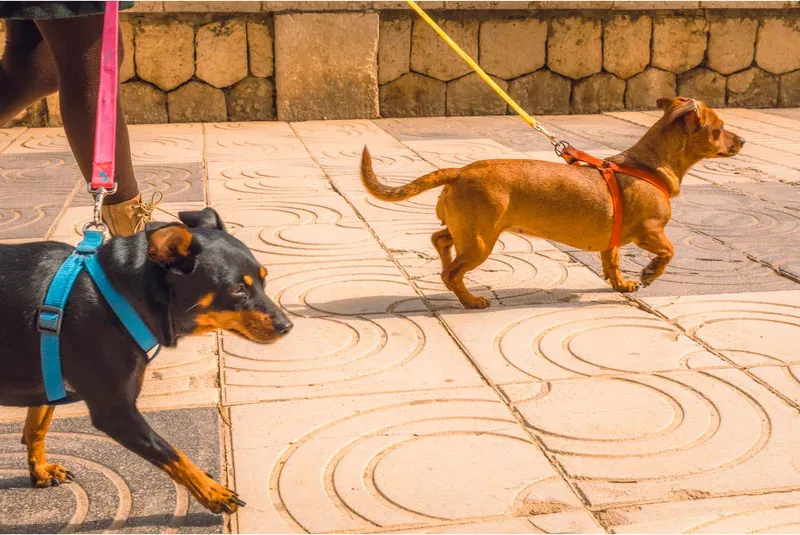 Two small dogs on leashes trot across a paved plaza with swirling stone patterns.